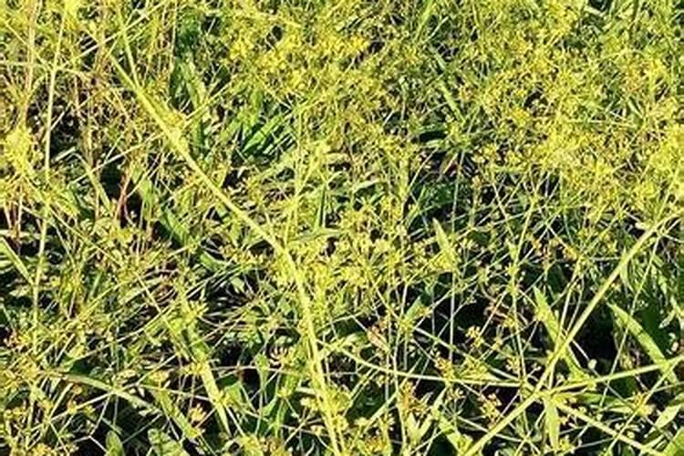 第一次种植柴胡,有很多不懂的地方,田间管理注意事项有哪些呢？
