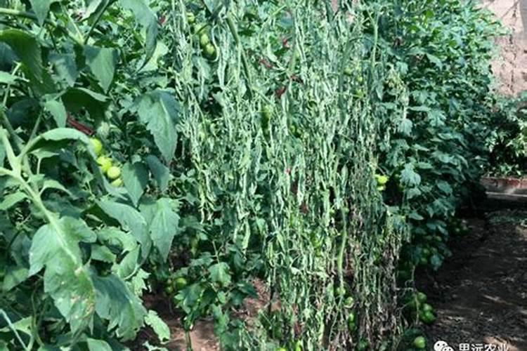 西红柿打什么叶面肥好