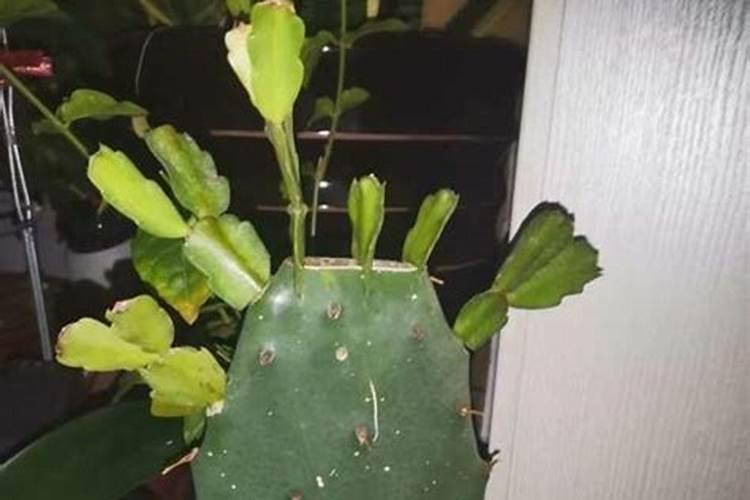 蟹爪兰开花时能施肥吗蟹爪兰开花时能不能施肥呢