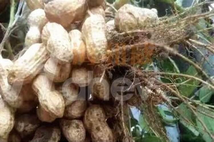 种植花生适合施用什么肥料 种植花生的施肥时间