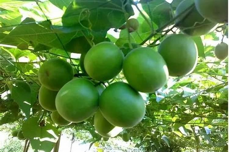 罗汉果上棚之前该用什么肥料？