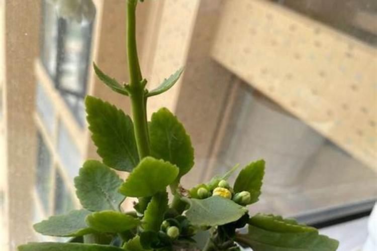 红莴笋怎么施肥？