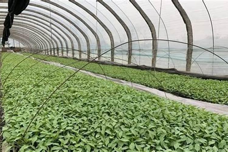 辣椒移栽后几天施肥和打药