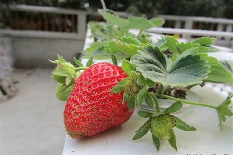 草莓苗各阶段需要下什么肥料 ？？