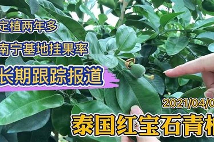 青柚果苗怎么种植