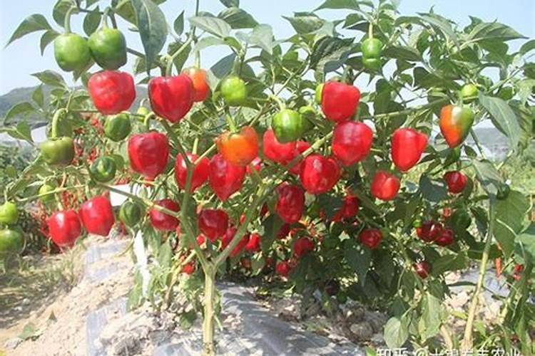 辣椒可不可以用高氯肥料种植