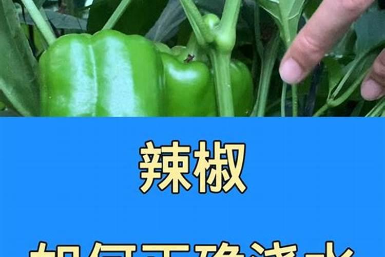 辣椒高产有秘籍:掌握“一控、一促、一防、四忌”,辣椒挂满枝头百度...