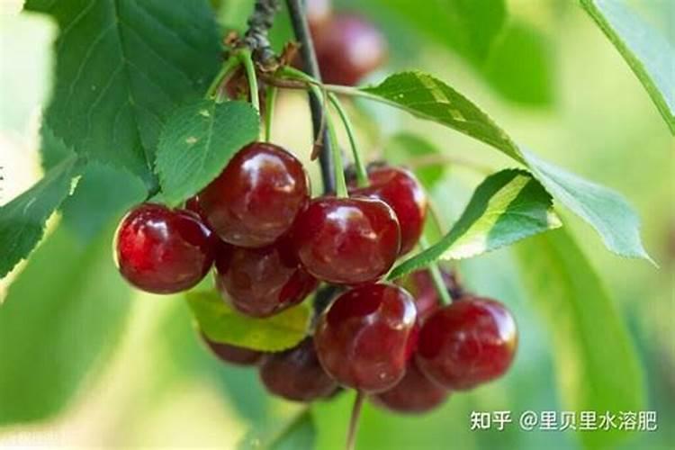 一斤的膨化尿素代替多少豆粕合适