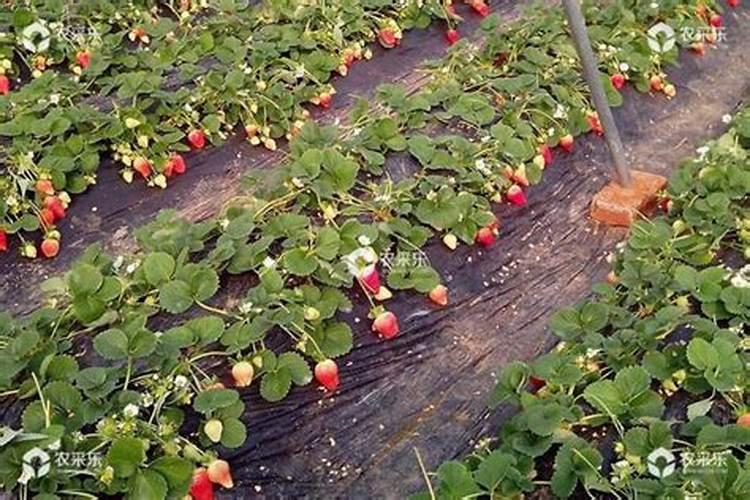 自家种植草莓应该用什么肥料,什么时候施肥好