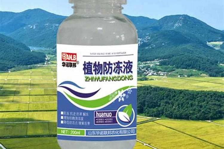 大蒜返青浇水施肥后为何长势不旺？根本原因是什么？