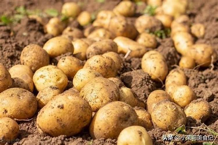 土豆什么时候该施钾肥？土豆钾肥施用方法是什么？