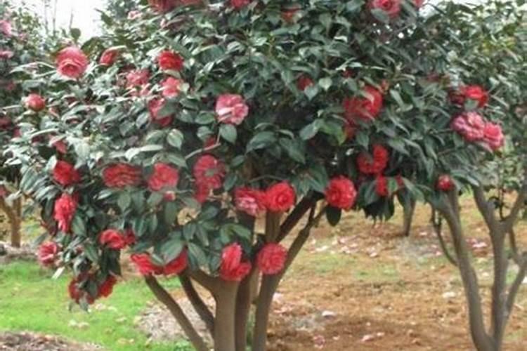 山茶花怎么施肥,山茶花怎么施肥？