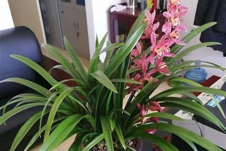 兰花肥料使用方法(兰花肥料使用方法图解)