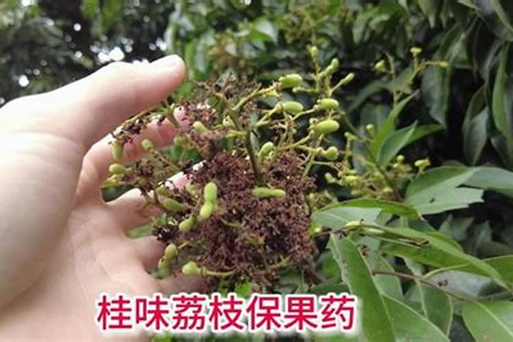荔枝开花施什么肥