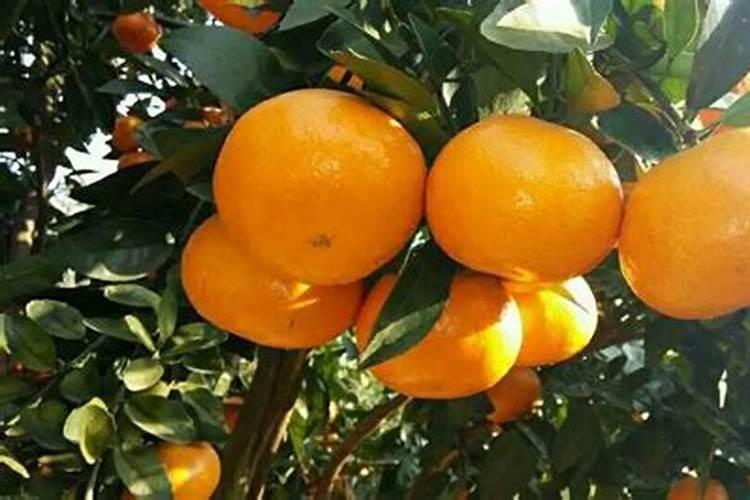 沃柑冬肥用什么肥料好