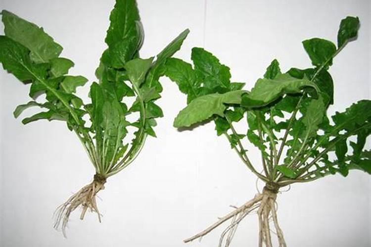 现在小麦在3月份要打什么药