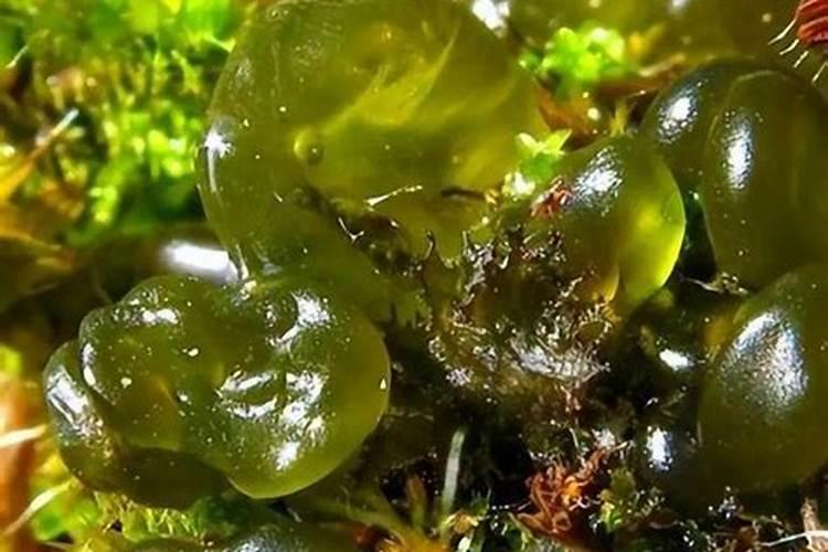 发菜被列入国家一级保护植物,但为什么说发菜实际上不是植物呢？