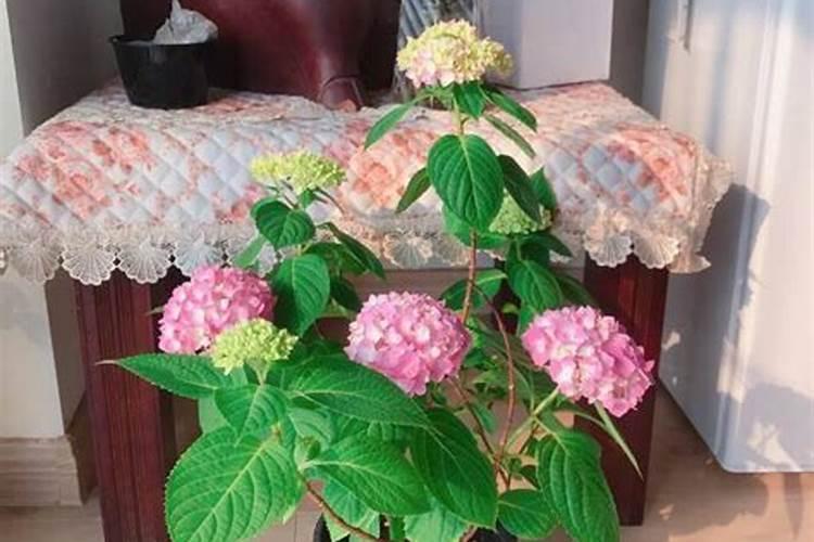 石灰灯绣球的栽种方法