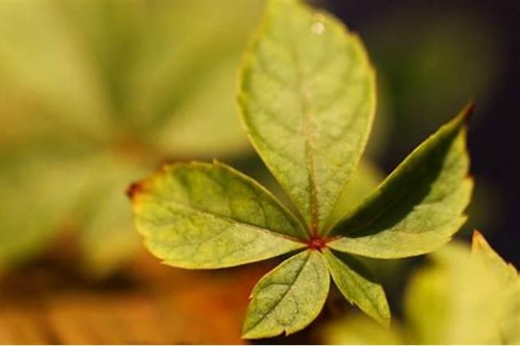 自制花肥长毛发霉还能用吗