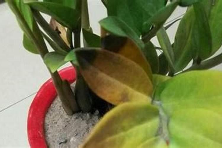 金钱树之感褶皱叶片发黄死掉是什么原因？