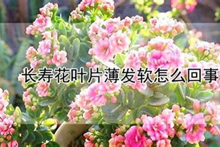长寿花叶子软薄还能恢复吗