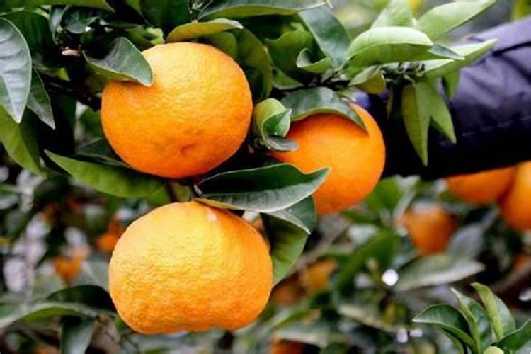 代代的养殖方法