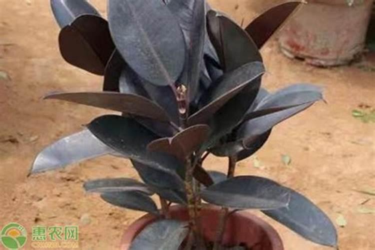 黑金刚橡皮树施什么肥？有谁晓得？