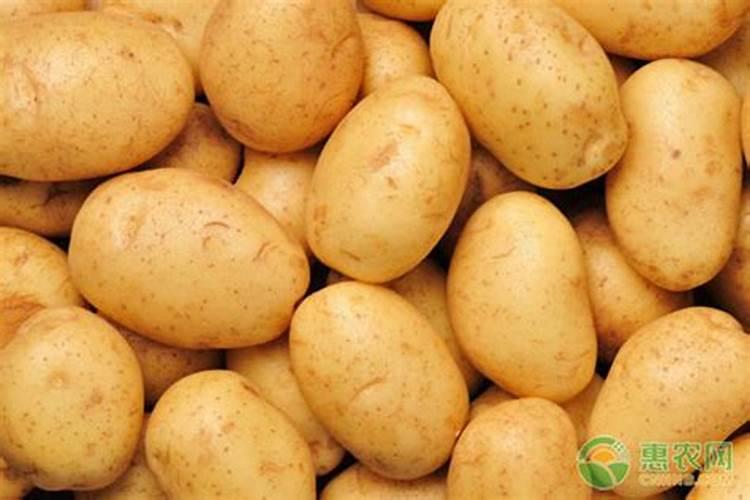 茶花需要什么肥料