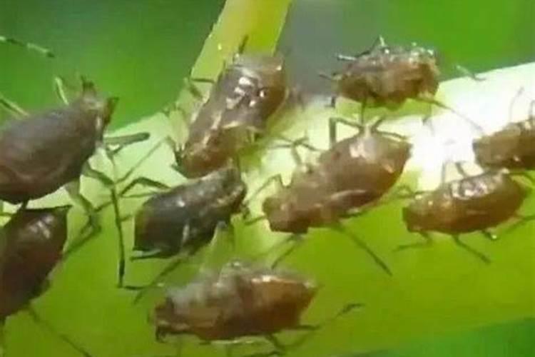 油菜什么时候施硼肥 油菜哪个时候施硼肥