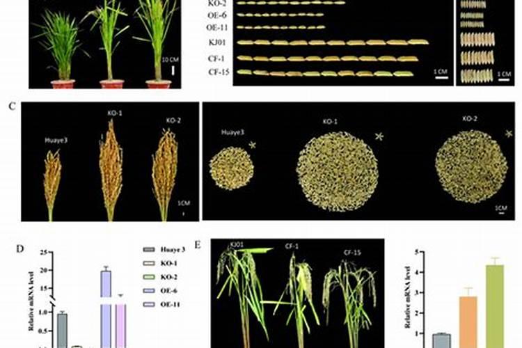 水稻一生需要多少肥料