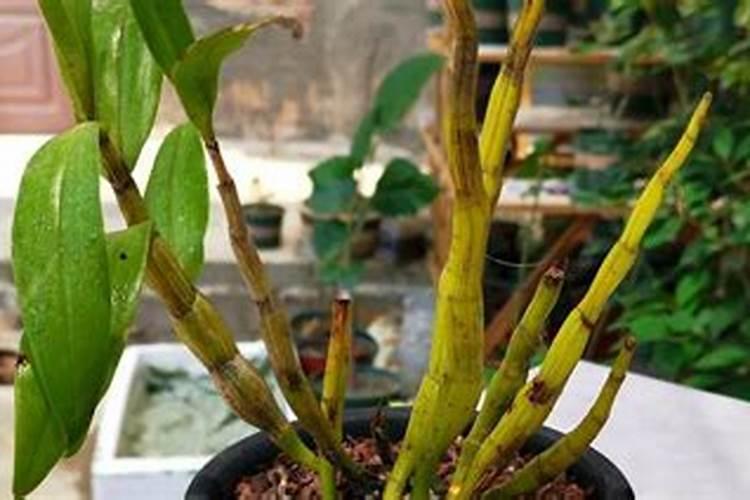 盆栽石斛兰花的叶面肥用那种好