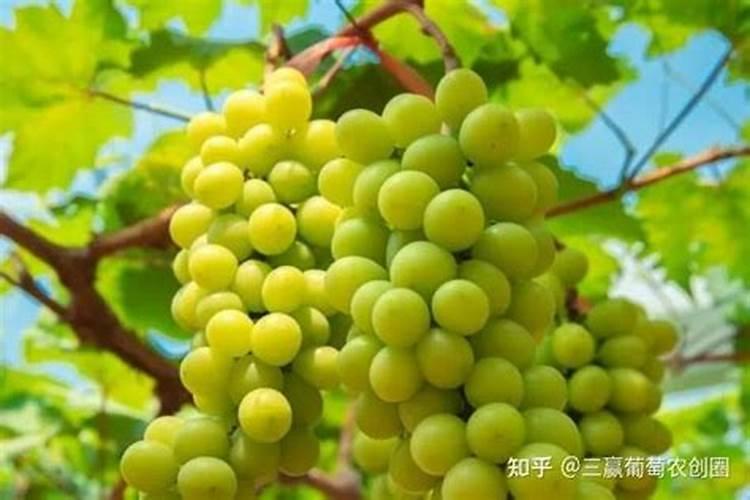 山胡椒根有什么好处