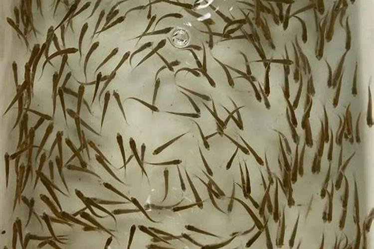 灵壁县有卖活鲤鱼的吗