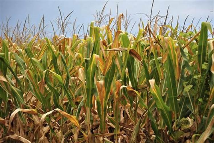 玉米苗后除草加锌肥可以吗？