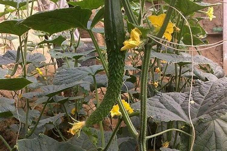黄瓜追肥用什么肥料好