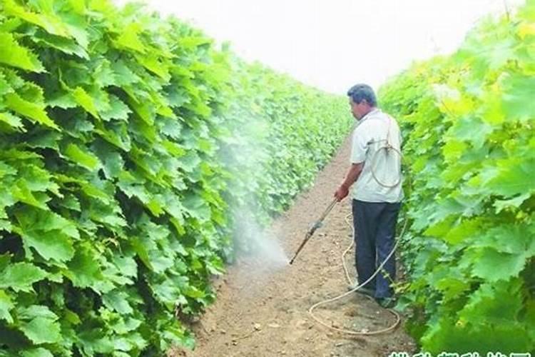 葡萄萌芽期施什么肥葡萄萌芽期施什么肥好