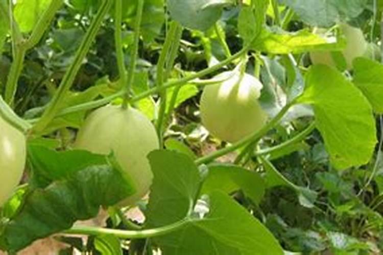 甜瓜打什么叶面肥最好？甜瓜施肥时间及方法？