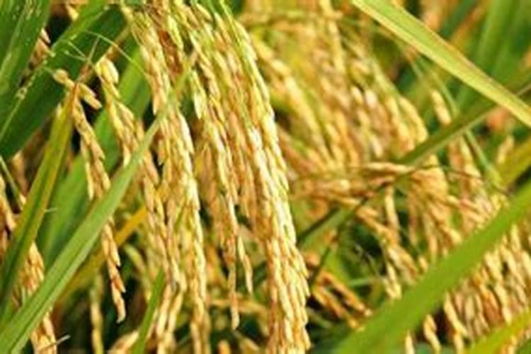 火龙果发芽了怎么种 火龙果发芽后怎么移栽