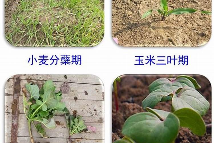 尿素化水可以浇树苗吗
