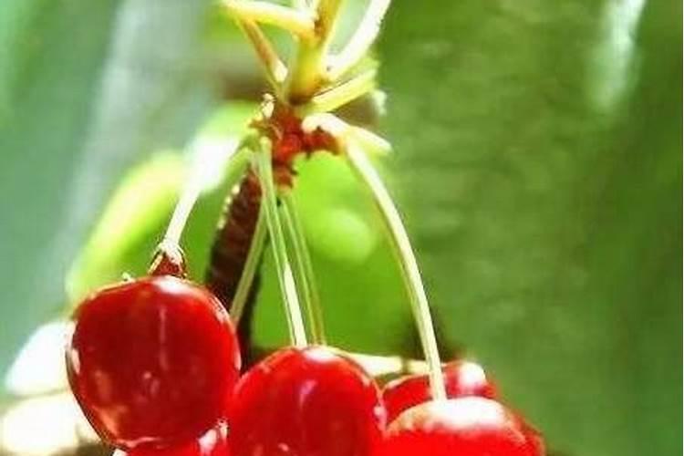 大樱桃树盛果期施肥的方法有什么？什么时间施肥最合适？