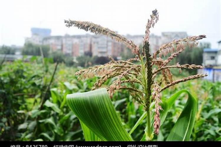 芸苔素磷酸二氢钾与尿素水喷奶白花饭豆行吗