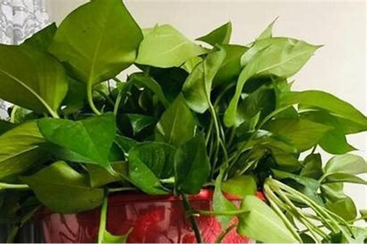 绿萝用什么肥料最好