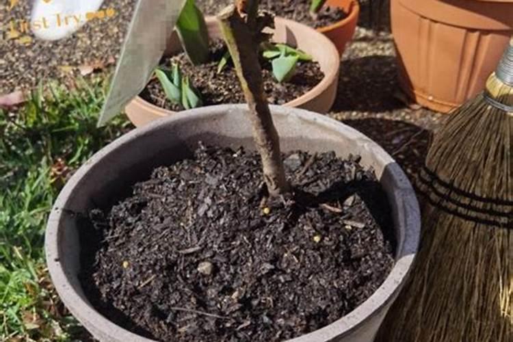 买回来的光秃秃的裸根月季冒新芽了后咋养护？