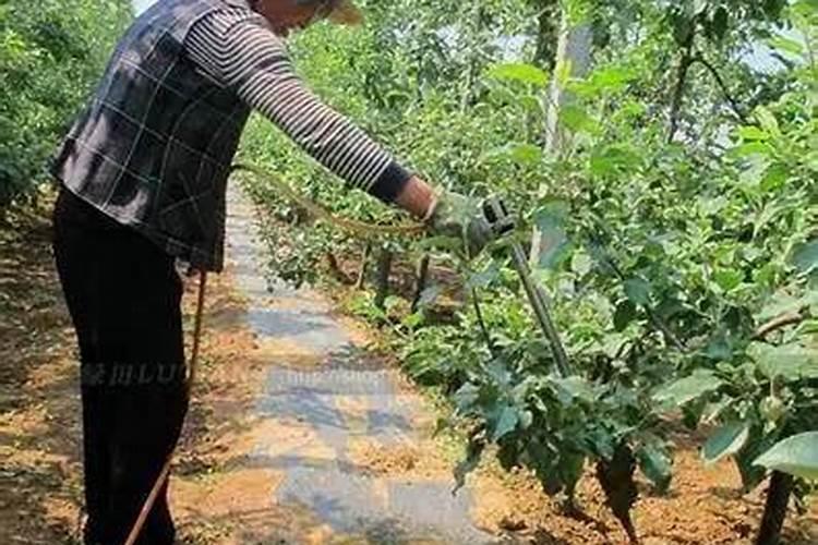为什么硝酸钾不能吃？