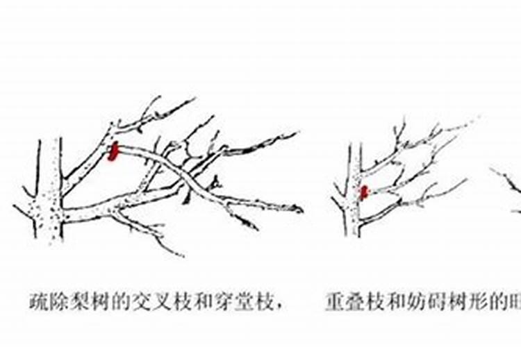 尿素当叶面肥使用方法