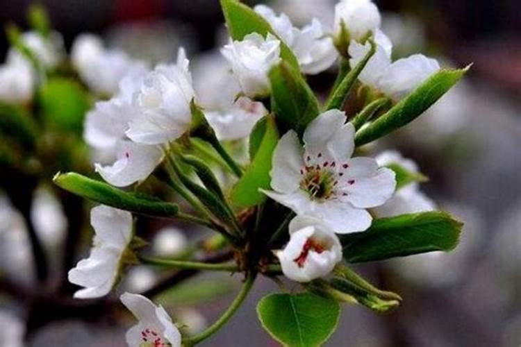 苹果花后能不能用叶面肥
