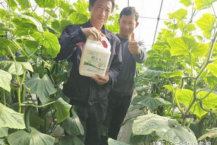 黄瓜结果期冲施什么肥料好？黄瓜膨大期追施什么肥料好？