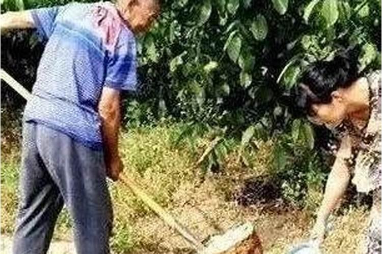 草果套袋后上什么化肥