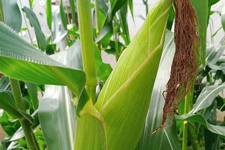 玉米用什么叶面肥效果好？有推荐的吗？