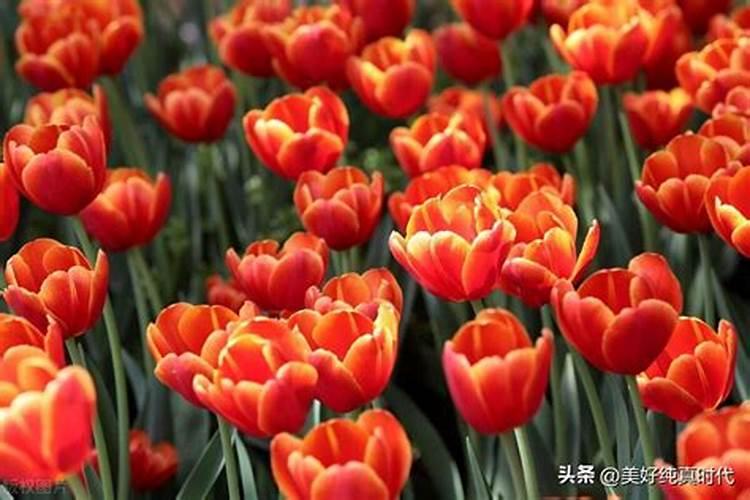郁金香怎么种植方法